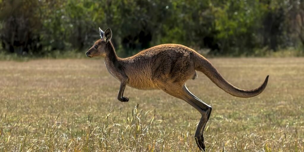 Kangaroo Facts: Speed, Joeys, and Australia's Hopping Icon