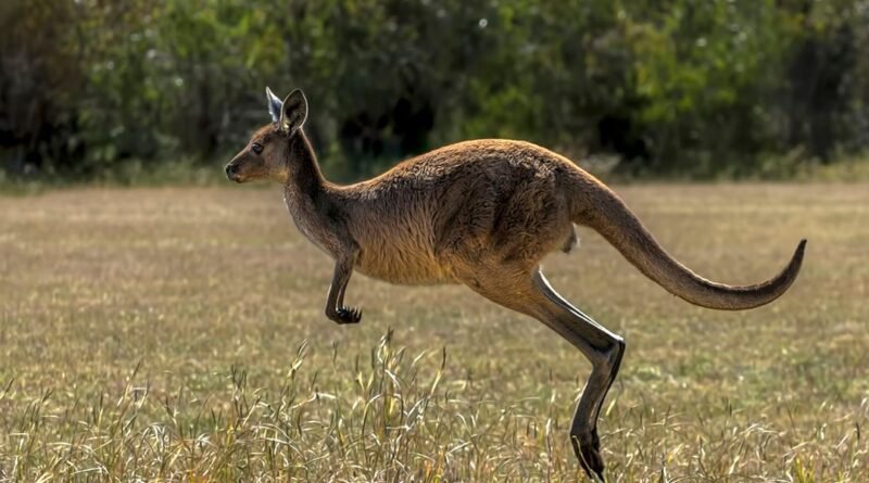 Kangaroo Facts: Speed, Joeys, and Australia's Hopping Icon