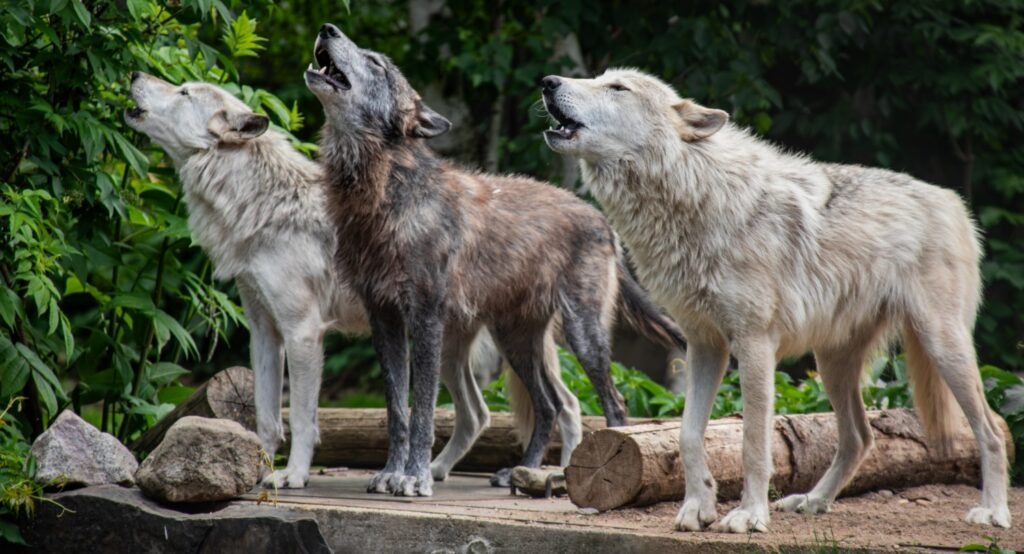 Grey Wolf Pack Behavior: How Wolf Families Really Work