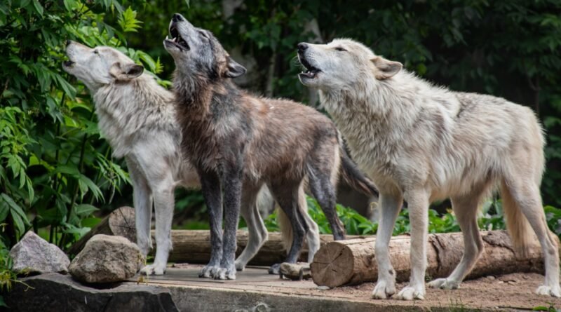 Grey Wolf Pack Behavior: How Wolf Families Really Work