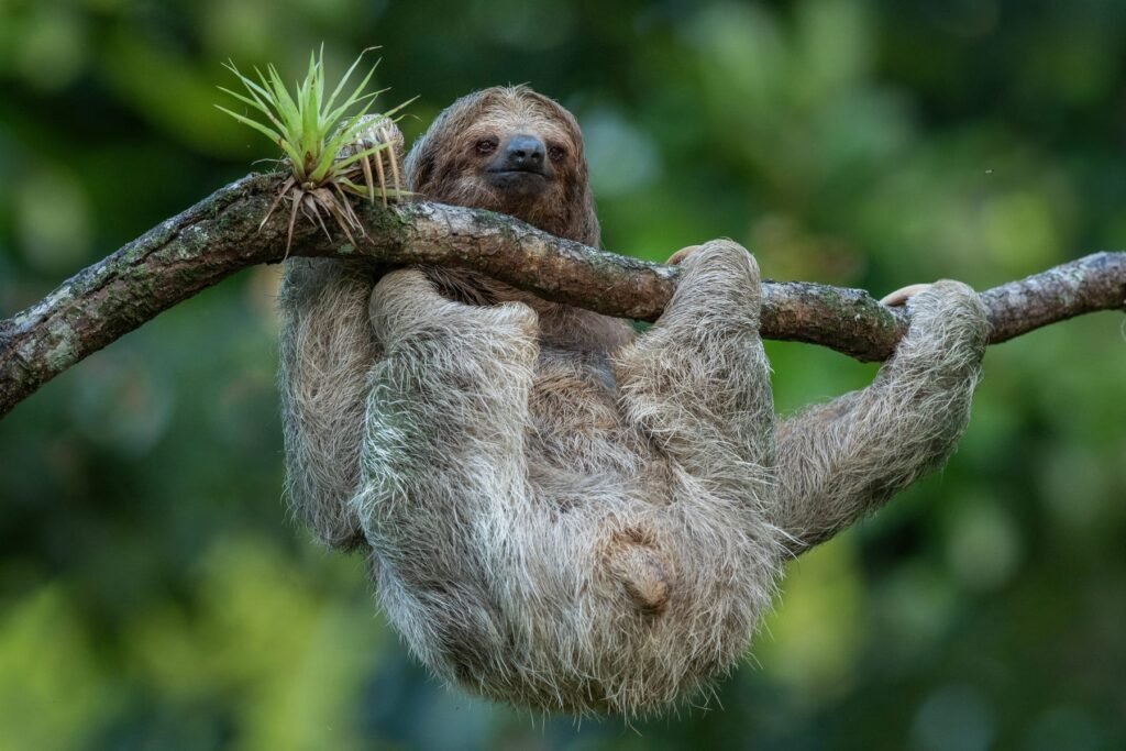 Sloth Facts: The Slow Life of the World's Slowest Mammal