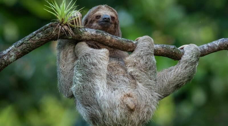 Sloth Facts: The Slow Life of the World's Slowest Mammal