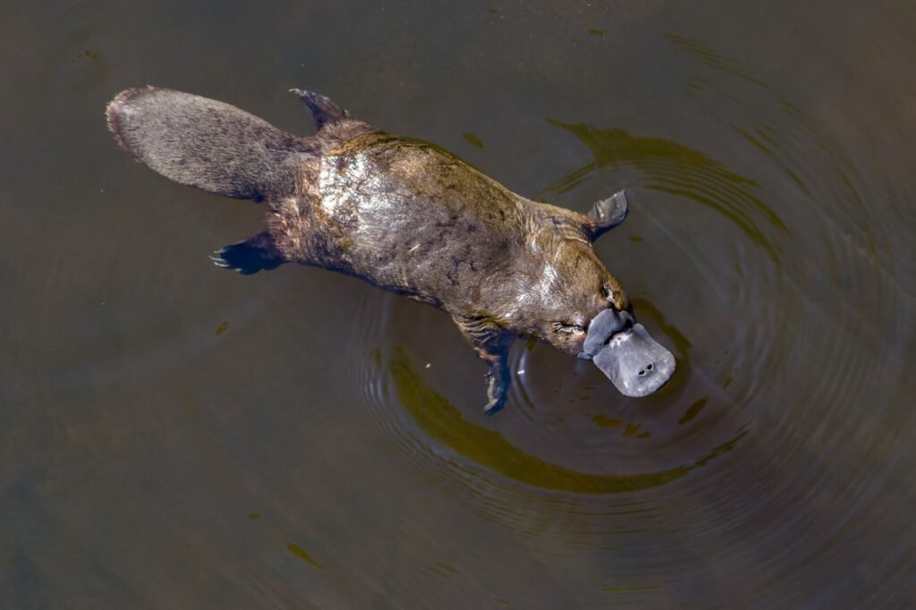 Platypus Facts: Eggs, Venom, and an Electric Sixth Sense