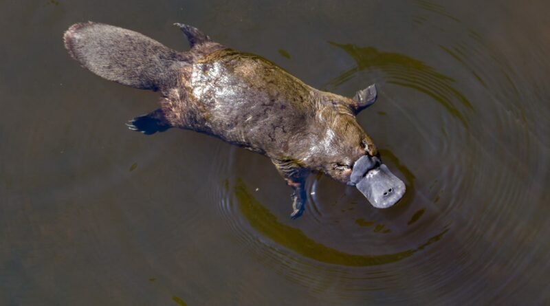 Platypus Facts: Eggs, Venom, and an Electric Sixth Sense