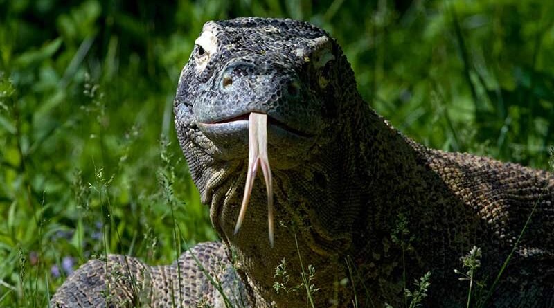 Komodo Dragon Venom: How the World's Largest Lizard Kills