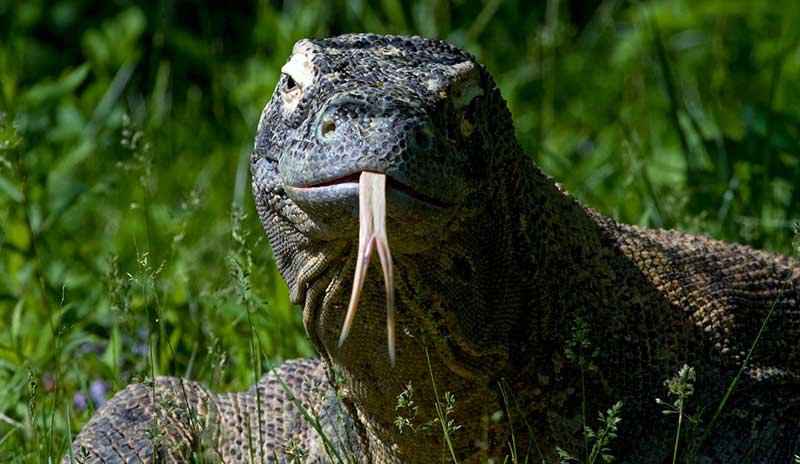 Komodo Dragon Venom: How the World's Largest Lizard Kills