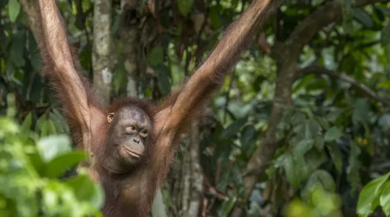 Bornean Orangutan Facts: The Tree-Living Giant of Borneo