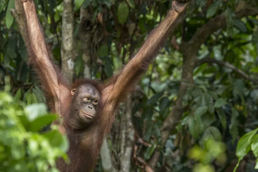 Bornean Orangutan Facts: The Tree-Living Giant of Borneo