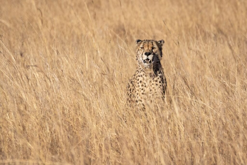 Cheetah Speed Facts: How Fast Is the World's Fastest Cat?