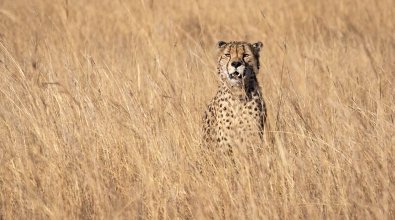 Cheetah Speed Facts: How Fast Is the World's Fastest Cat?