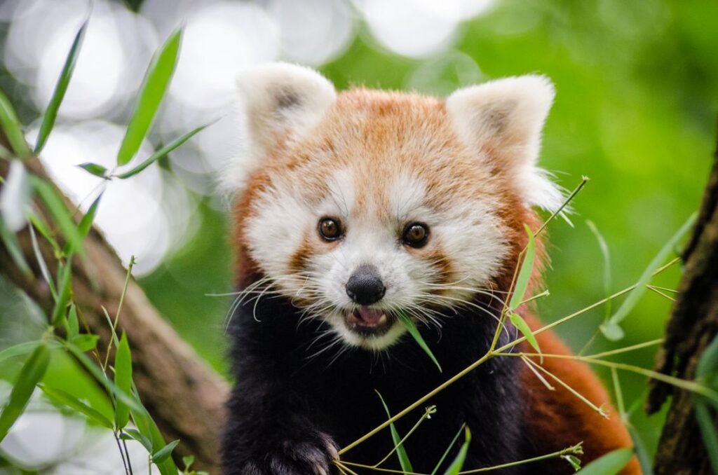 Red Panda Facts: The Original Panda's Surprising Story
