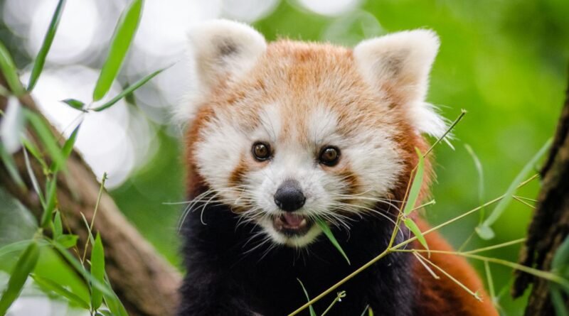 Red Panda Facts: The Original Panda's Surprising Story