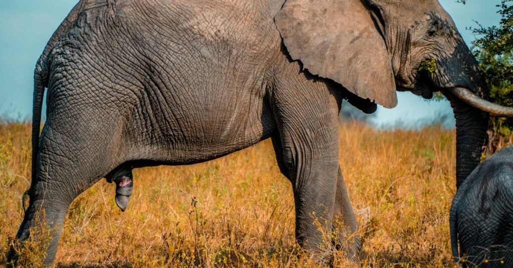 African Elephant Behavior: Inside the Matriarch's Herd