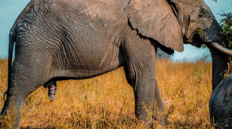 African Elephant Behavior: Inside the Matriarch's Herd