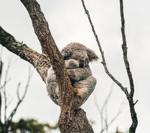 Koala Facts: 25 Things to Know About Australia's Marsupial