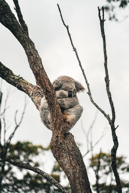 Koala Facts: 25 Things to Know About Australia's Marsupial