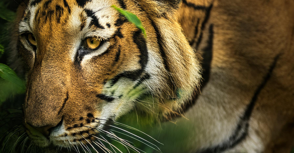 Bengal Tiger Habitat: Forests, Mangroves and Grasslands
