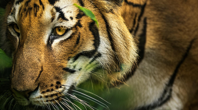 Bengal Tiger Habitat: Forests, Mangroves and Grasslands