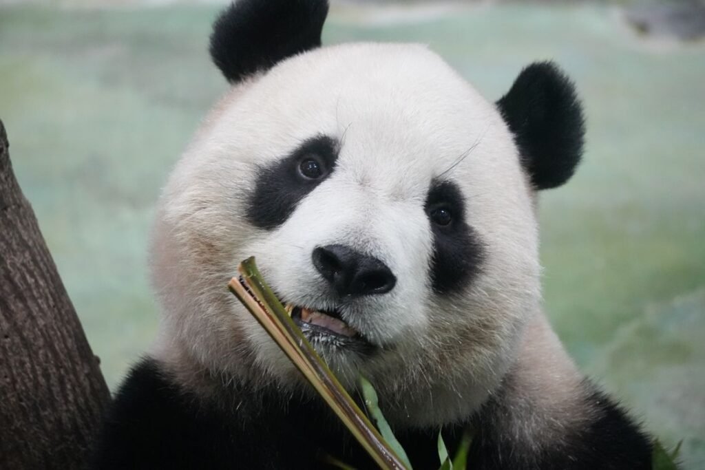Giant Panda Diet: How a Bear Survives on Bamboo Alone