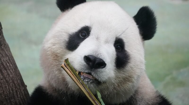 Giant Panda Diet: How a Bear Survives on Bamboo Alone