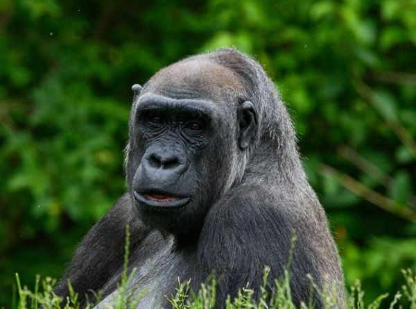 Mountain Gorilla Trekking in Uganda: A Complete Guide