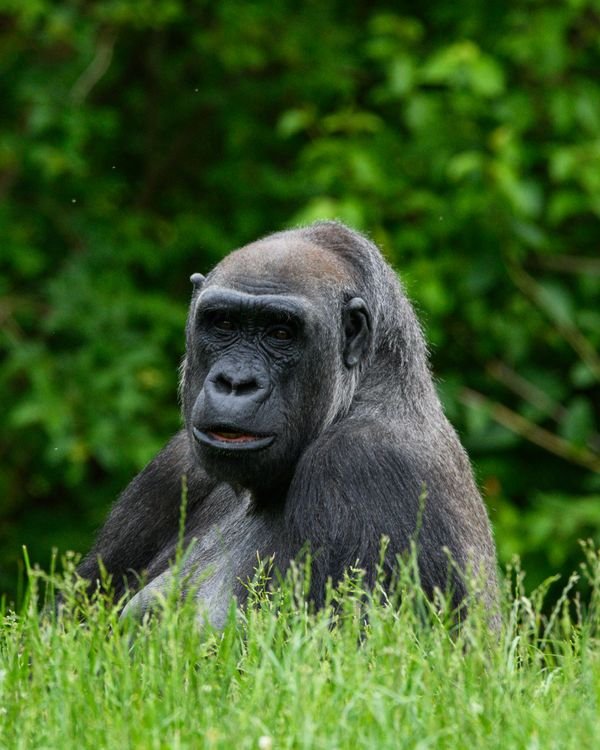 Mountain Gorilla Trekking in Uganda: A Complete Guide