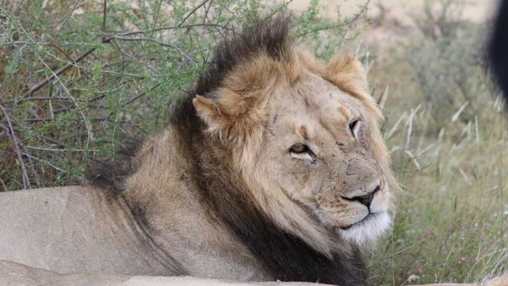 Inside a Lion Pride: Roles, Ranks and Family Bonds