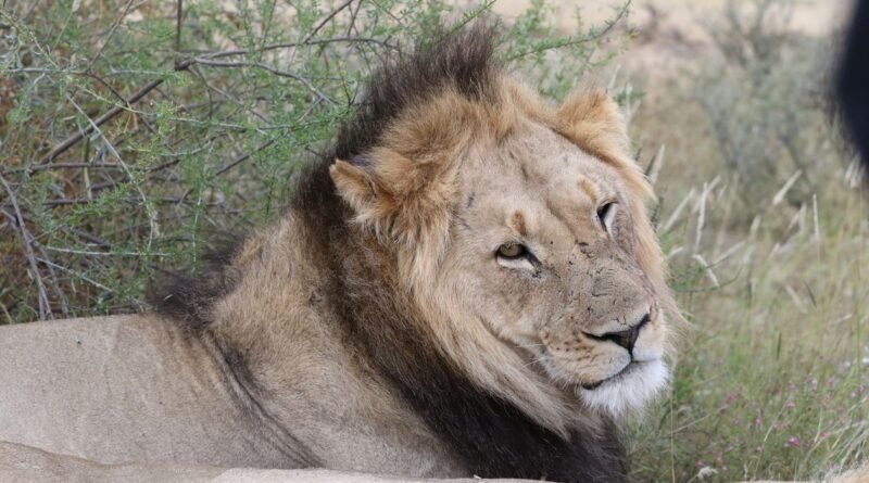 Inside a Lion Pride: Roles, Ranks and Family Bonds