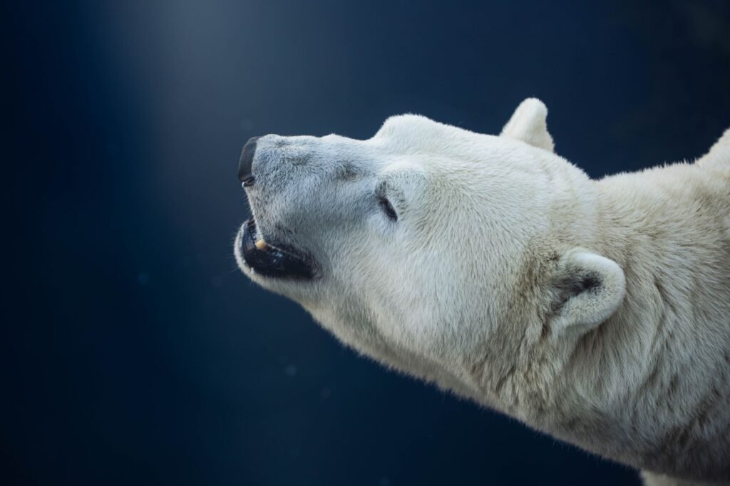 Polar Bear Adaptations: How They Survive the Arctic Cold