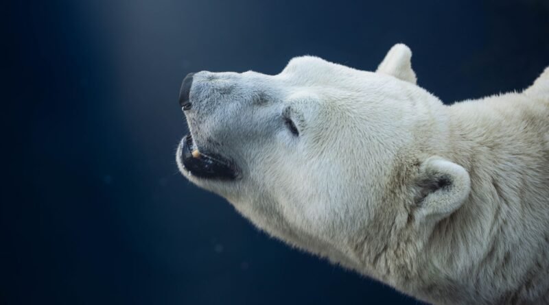 Polar Bear Adaptations: How They Survive the Arctic Cold