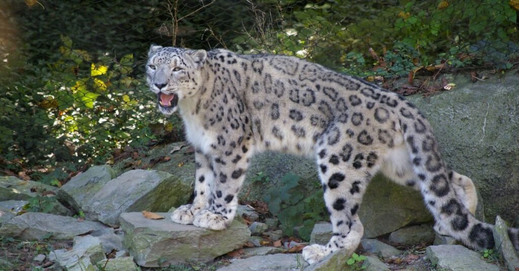 Snow Leopard Facts: The Ghost of the Mountains Explained