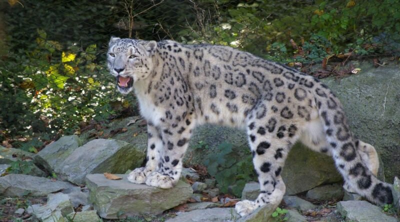 Snow Leopard Facts: The Ghost of the Mountains Explained