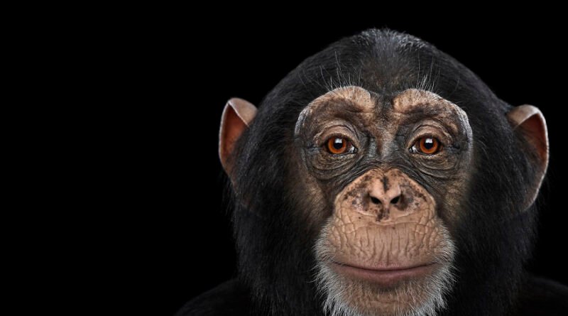 Chimpanzee Intelligence: How Smart Are Our Closest Relatives