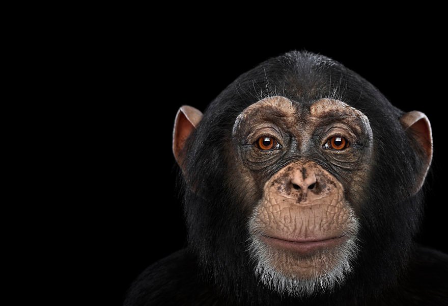 Chimpanzee Intelligence: How Smart Are Our Closest Relatives