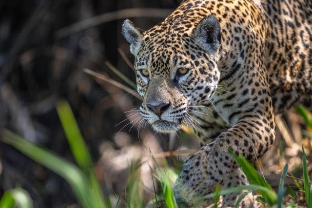 Jaguar vs Leopard: 9 Key Differences Between the Big Cats