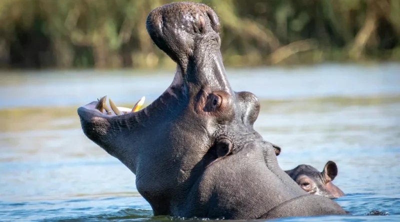 Hippopotamus Facts: 20 Surprising Truths About Hippos