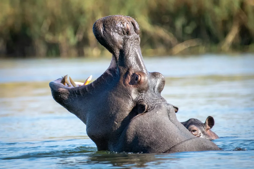 Hippopotamus Facts: 20 Surprising Truths About Hippos