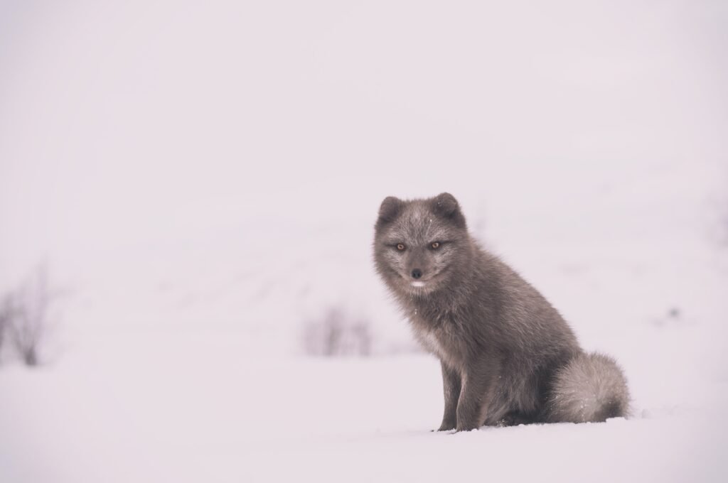 Arctic Fox Winter Adaptations: How They Survive -50°C