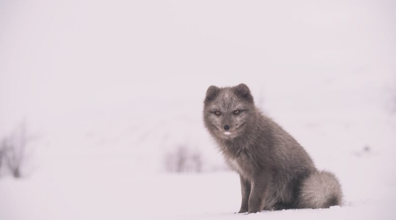 Arctic Fox Winter Adaptations: How They Survive -50°C