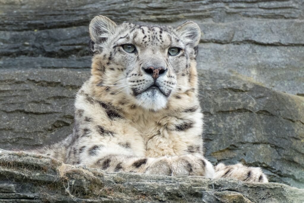IUCN Red List Categories Explained: A Complete Guide