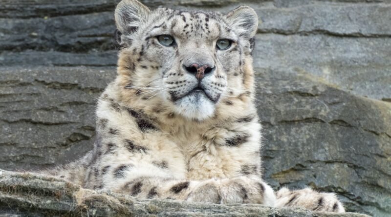 IUCN Red List Categories Explained: A Complete Guide
