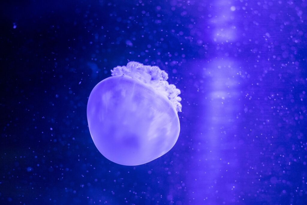 Deep Sea Creatures: Life in Earth's Darkest Ocean Zones