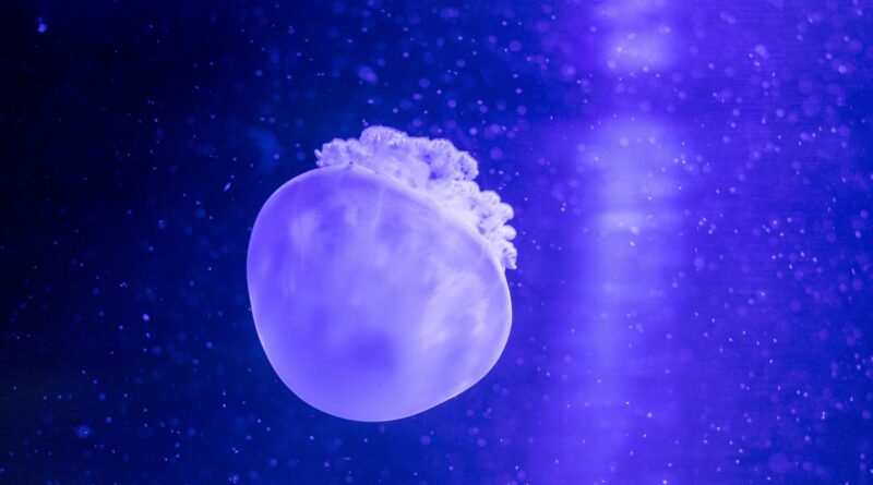 Deep Sea Creatures: Life in Earth's Darkest Ocean Zones