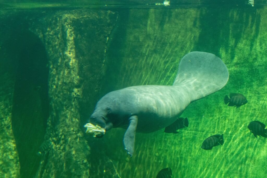 Dugong vs Manatee: 9 Differences Between the Sea Cows
