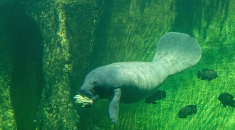 Dugong vs Manatee: 9 Differences Between the Sea Cows