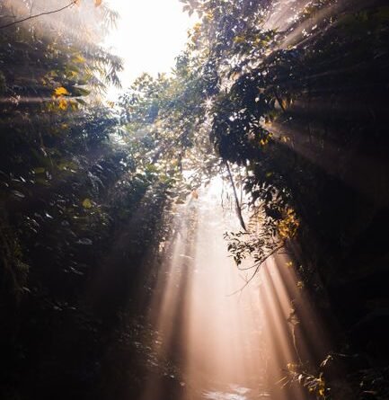 Rainforest Layers Explained: From Canopy to Forest Floor