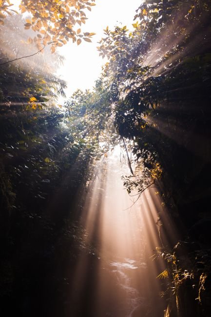 Rainforest Layers Explained: From Canopy to Forest Floor