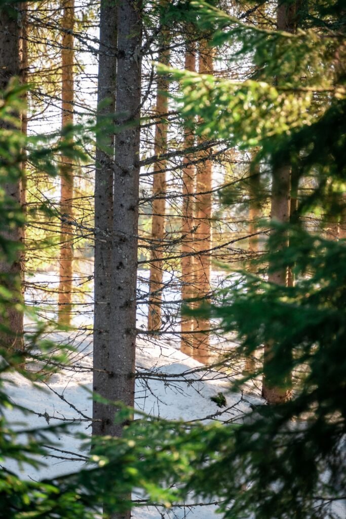 Boreal Forest Taiga Facts: Earth's Greatest Wilderness