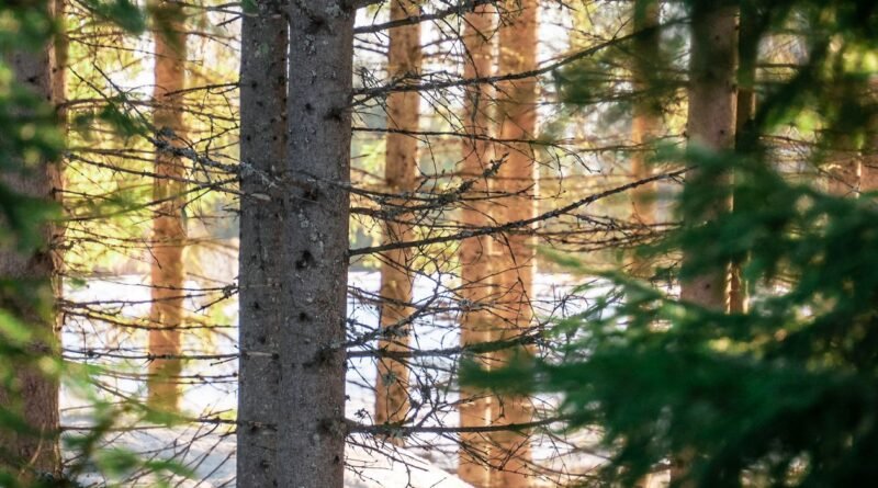 Boreal Forest Taiga Facts: Earth's Greatest Wilderness