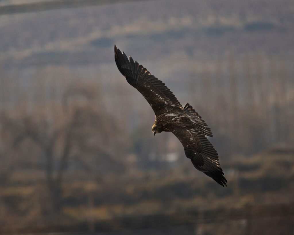 Captive Breeding Programs: Saving Endangered Species